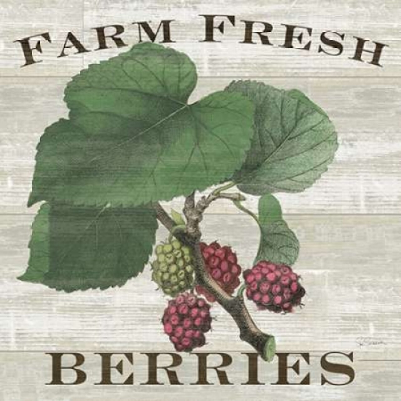 Farm Fresh Raspberries Poster Print by Sue Schlabach - Item # VARPDX22660